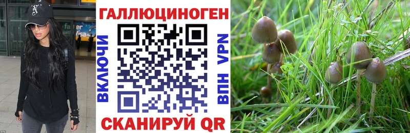 дарнет шоп Курган Галлюциногенные грибы мицелий